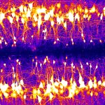 GCaMP recording of spinal neurons