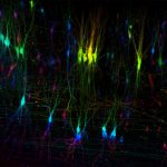 Spinal neuron labeling